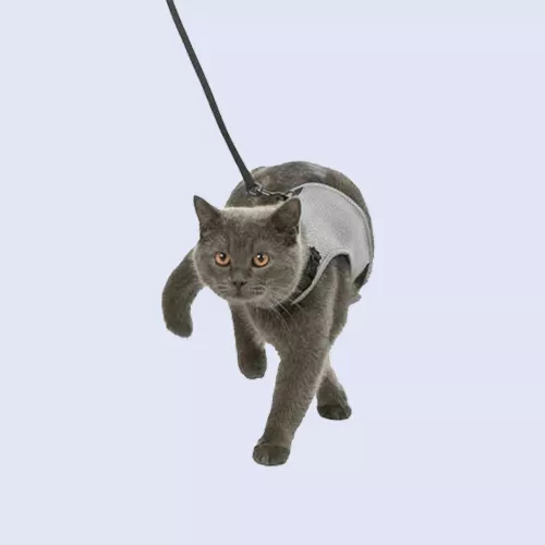 20260119145137_samarakiagatas