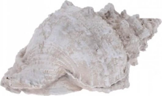 Διακοσμητικά Κοχύλια Μεγάλα σε 3 Σχέδια 34cm