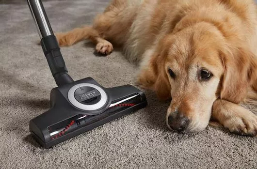 Ηλεκτρική Σκούπα Miele Complete C3 Cat&Dog Powerline SGEF5 890W με Σακούλα 4.5lt Μπορντό