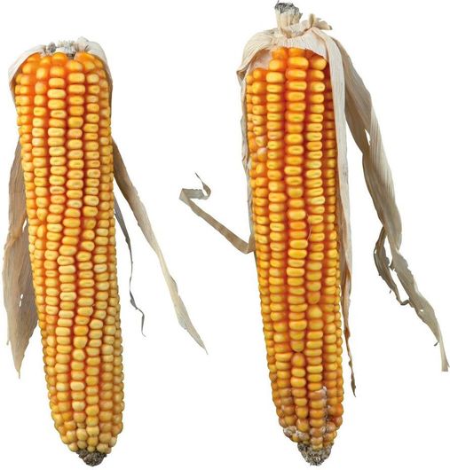 Κέλυφος Καλαμποκιού Trixie 2Τμχ 250gr