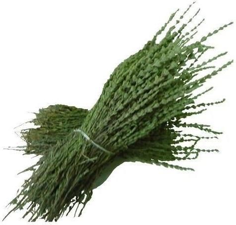 Κυπαρισσάκι Herbstore 500gr