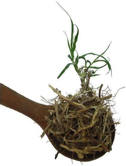 Αγριάδα Herbstore σε Φακελάκια 30τμχ