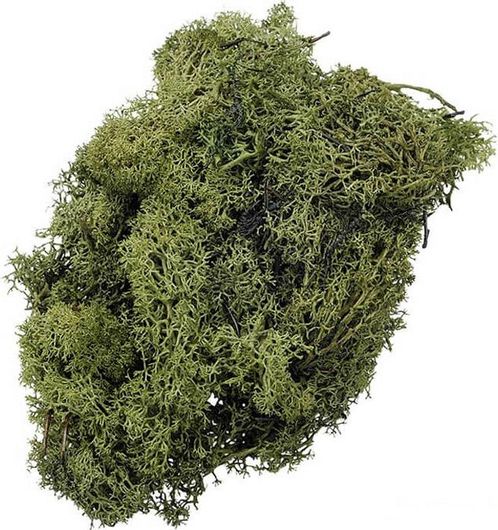 Ισλανδικά Βρύα Σκούρο Πράσινο 50gr