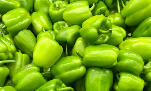 Πιπεριά Γεμιστή Γενική Φυτοτεχνική Αθηνών Biondo F1 500 Σπόροι