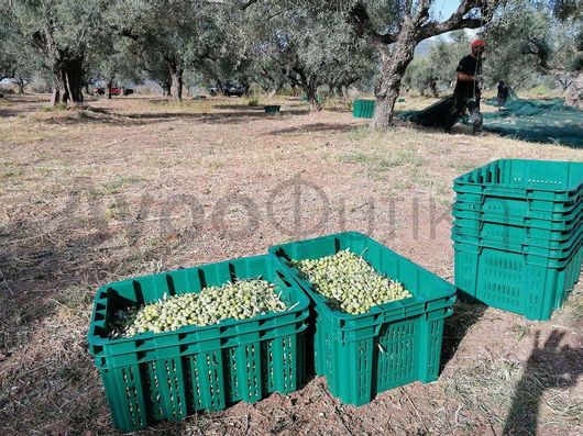 Τελάρο Magiplast 265 για Ελιές