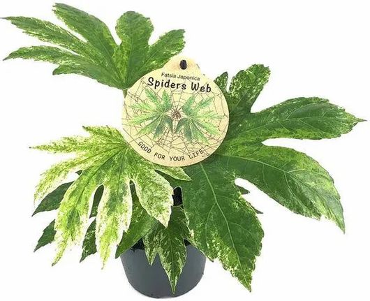 Φυτό Fatsia 'Variegata' Εσωτερικού Χώρου