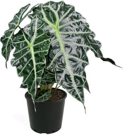 Φυτό Αλοκάσια - Alocasia Polly African Mask Εσωτερικού Χώρου
