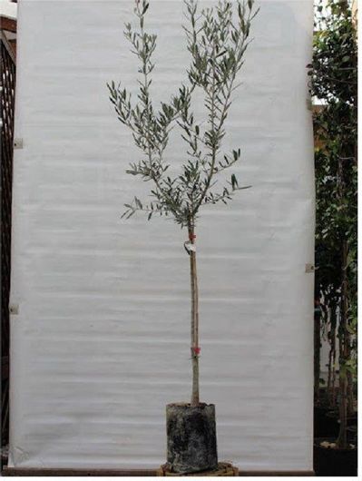 Φυτό Ελιά Εξωτερικού Χώρου