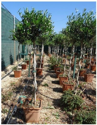 Φυτό Ελιά Μπάλα Πλεκτή 100/120cm Εξωτερικού Χώρου