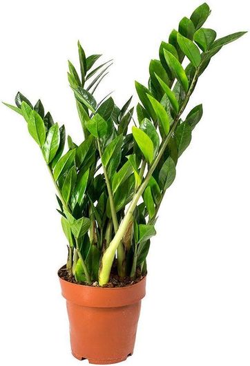 Φυτό Ζάμια / Ζαμιοκούλκας Εσωτερικού Χώρου