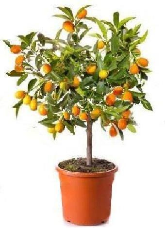 Φυτό Κoυμ Κουατ Νάνο Εξωτερικού Χώρου