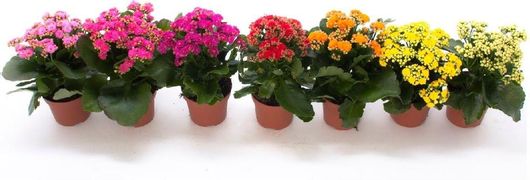 Φυτό Καλαγχόη Εξωτερικού Χώρου