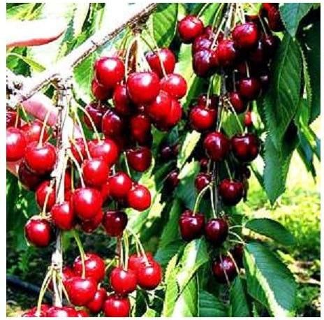 Φυτό Κερασιά Βοδενό Εξωτερικού Χώρου