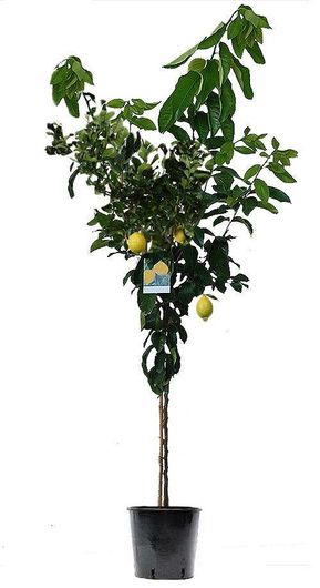 Φυτό Λεμονιά Πολύφορη Εξωτερικού Χώρου