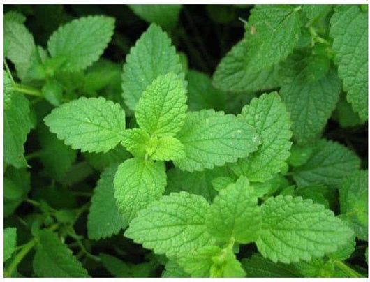 Φυτό Μέντα Εξωτερικού Χώρου