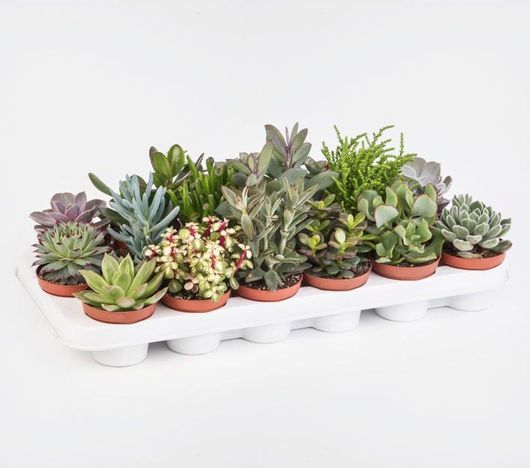 Φυτό Παχύφυτα Εσωτερικού / Εξωτερικού Χώρου