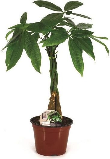 Φυτό Παχίρα Εξωτερικού Χώρου Εσωτερικού Χώρου