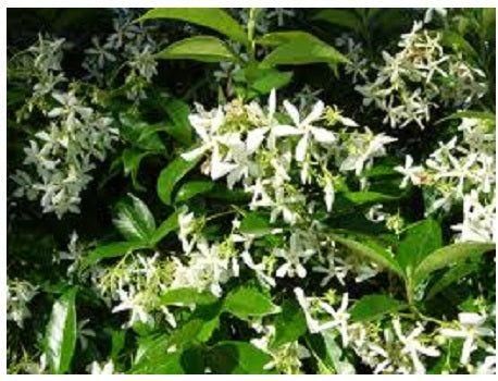 Φυτό Ρυγχόσπερμο Εξωτερικού Χώρου