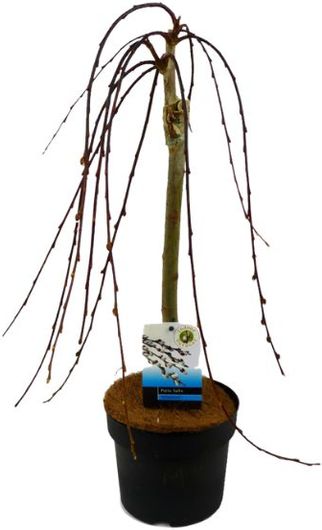 Φυτό Σάλιξ – Salix Caprea “Kilmarnock” Εξωτερικού Χώρου