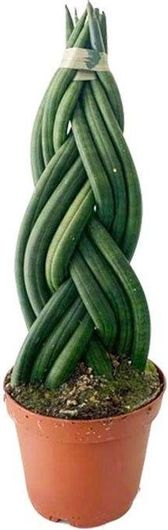 Φυτό Σανσιβέρια Κυλινδρική Εσωτερικού Χώρου