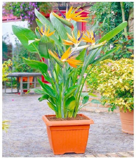 Φυτό Στερλίτσια Reginae Εσωτερικού Χώρου