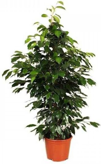 Φυτό Φίκος Μπέντζαμιν Εσωτερικού Χώρου