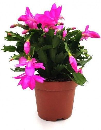 Φυτό Υπομονή Επίφυλλο / Κάκτος Των Χριστουγέννων Εξωτερικού / Εσωτερικού Χώρου