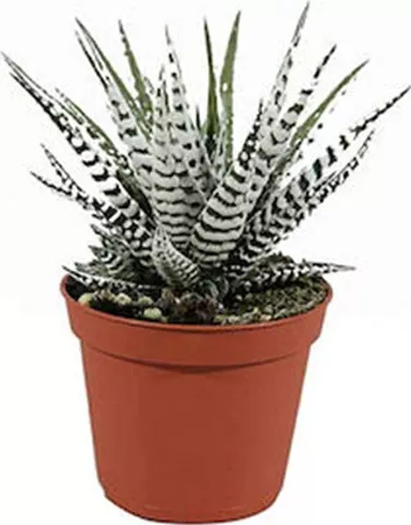 Φυτό Παχύφυτo Haworthia Συλλεκτικό 10cm