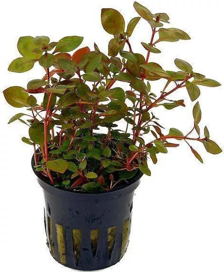 Φυτό Ενυδρείου Ludwigia Palustris Super Red