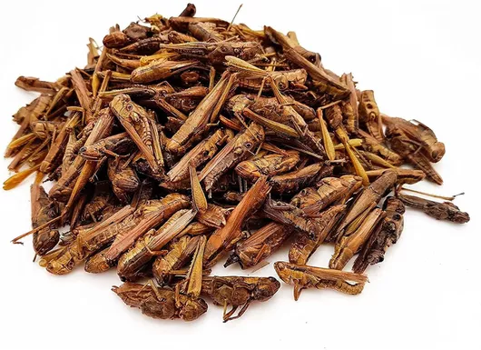 Τροφη Ερπετών Αποξηραμένες Ερπετών 1000gr