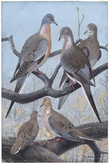 Πίνακας Plate 36: Passenger Pigeon, Mourning Dove by Louis Agassiz Fuertes 40x65cm