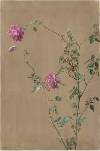 Πίνακας Pink Roses (1875) by Fidelia Bridges 40x50cm