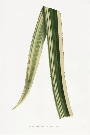 Πίνακας Ananassa Sativa Variegata leaf illustration 115x170cm