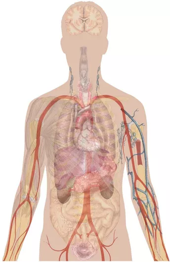 Πίνακας Image for use in the Human body diagrams project. To discuss image, please see Talk:Human body diagrams 130x200cm