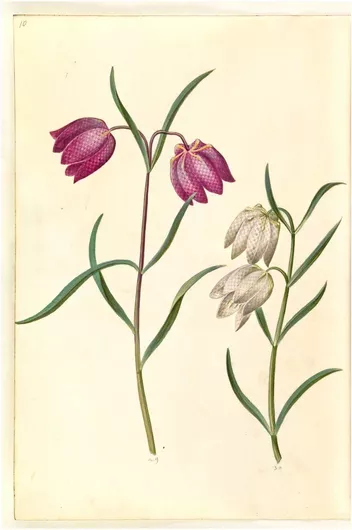 Πίνακας Fritillaria meleagris (common viper egg) by Maria Sibylla Merian 80x120cm