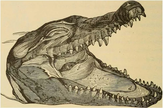 Πίνακας Identifier: halfhourswithfis00hold (find matches)Title: Half hours with fishes, reptiles, and birdsYear: 1906 (1900s)Authors: Holder, Charles Frederick, 1851-1915Subjects: ZoologyPublisher: New York, American Bo 65x40cm