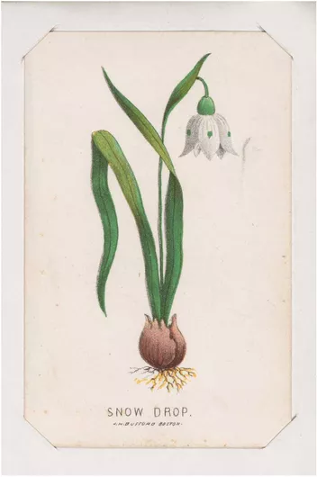 Πίνακας Snow Drop card from the Plant with Root series 60x90cm
