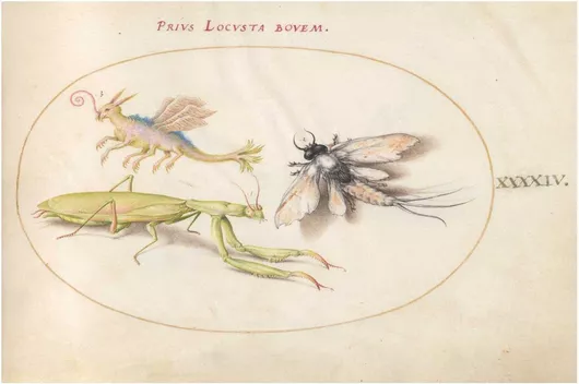 Πίνακας Plate 44: Mantis and Mayfly with an Imaginary Insect (c. 1575-1580) by Joris Hoefnagel 30x20cm