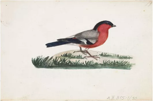 Πίνακας Punatulkku, 1830part of a sketchbook, by Ferdinand von Wright 150x100cm