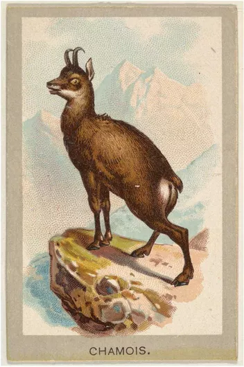 Πίνακας Chamois, from the Animals of the World series (T180), issued by Abdul Cigarettes 40x50cm