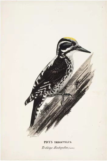 Πίνακας Three-toed woodpecker, male, 1828 - 1838, Wilhelm von Wright 80x120cm
