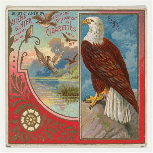 Πίνακας Eagle, from the Birds of America series (N37) for Allen & Ginter Cigarettes 70x70cm