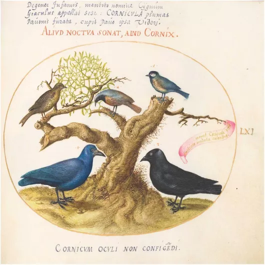 Πίνακας Plate LXI: Animalia Volatilia et Amphibia (c. 1575-1580) by Joris Hoefnagel 40x40cm