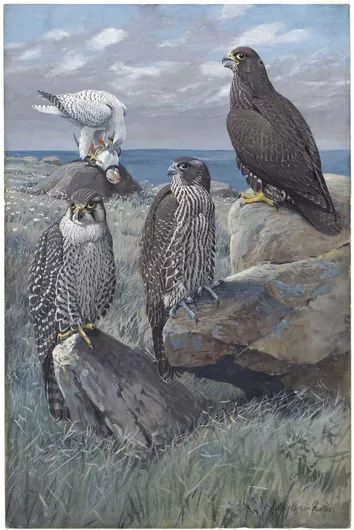 Πίνακας Plate 42: White Gyrafalcon, Gyrafalcon, Black Gyrafalcon by Louis Agassiz Fuertes 30x40cm