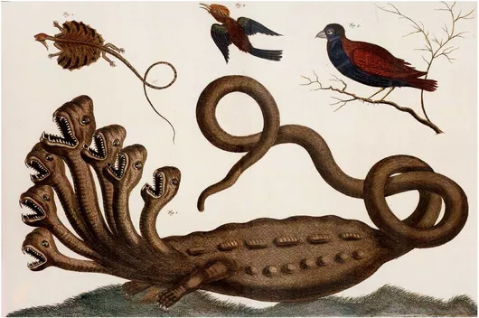 Πίνακας En:Albertus Seba - en:Thesaurus 100x70cm