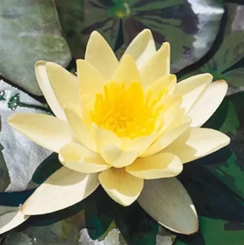 Φυτό Ενυδρείου Nymphaea Natura Coco “Sulphurea’