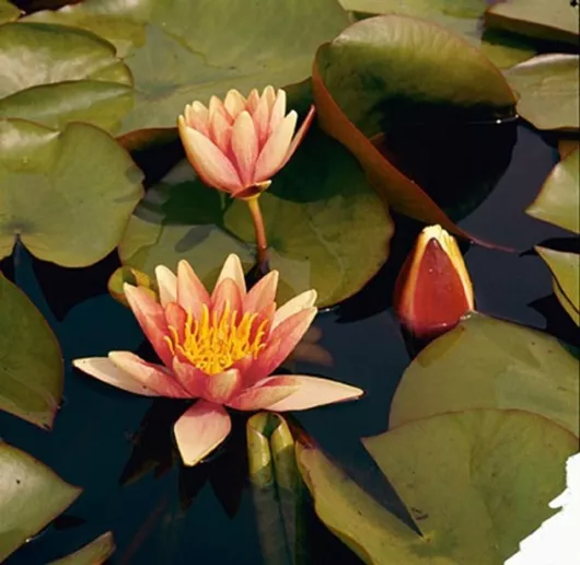 Φυτό Ενυδρείου Nymphaea Natura Coco Sioux