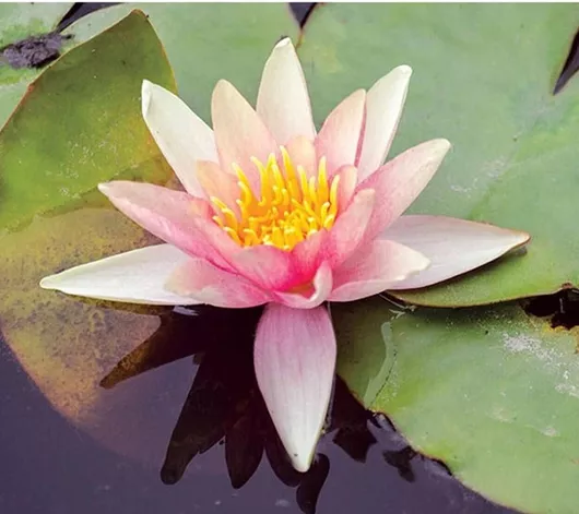 Φυτό Ενυδρείου Nymphaea Natura Coco "Fabiola"