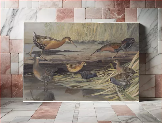 Πίνακας Plate 23: King Rail, Virginia Rail, Yellow Rail, Black Rail, Clapper Rail, Sora by Louis Agassiz Fuertes 150x100cm