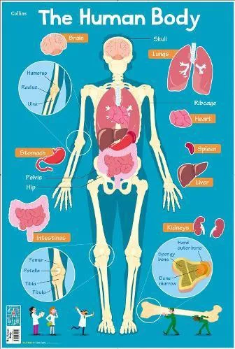 Human Body (Collins Children's Poster) Collins Kids Loose-leaf
